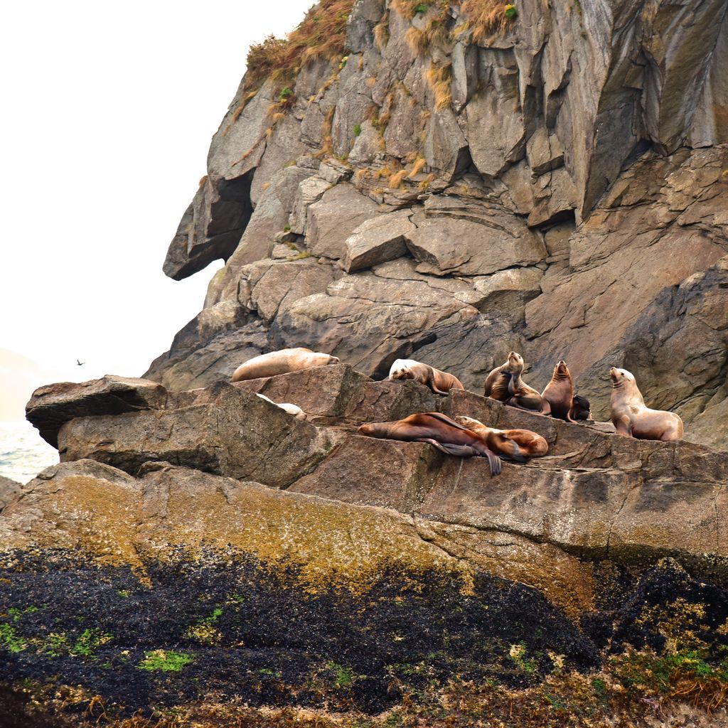 Seehunde im Kenai-Fjords-Nationalpark
