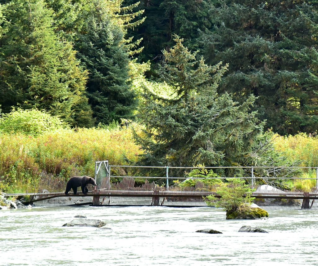 Ein Bär am Chilkoot River, in der Nähe von Haines