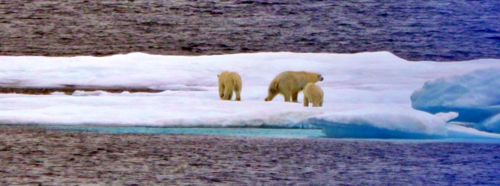 Eisbär-Mutter mit Kinder bei Beechey Island
