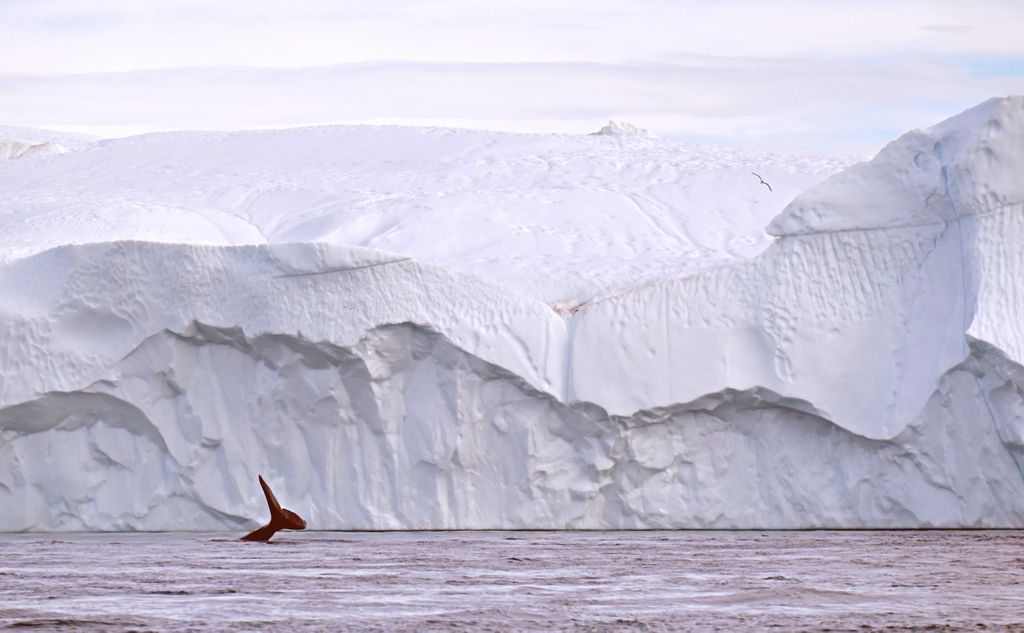 Ein Wal im Ilulissat-Eisfjord