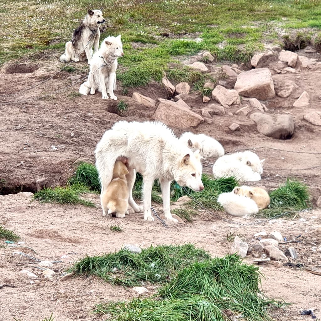 Ein Grönlandhund-Welpe hat Hunger auf Siorapaluk