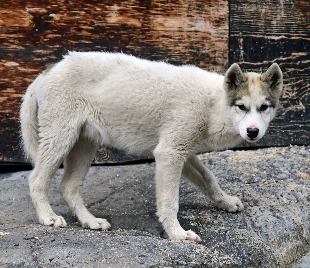 Grönlandhund auf Uummannaq