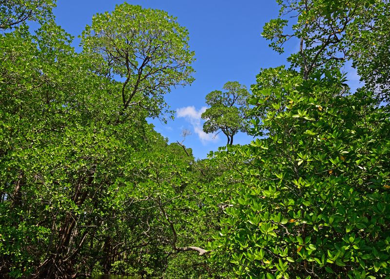 Mangroven im Lampi Channel