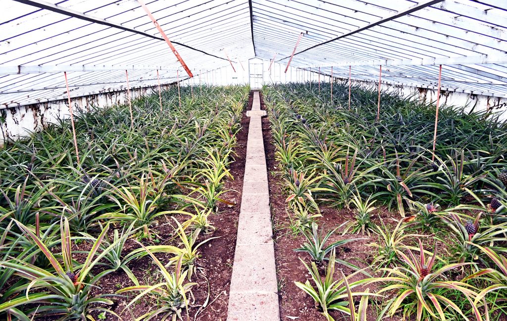 Eine Ananas-Plantage auf São Miguel