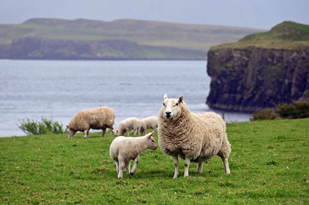 Schafe auf der Isle of Canna