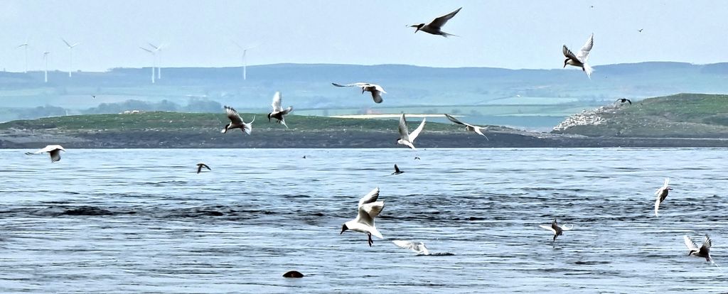 Vögel über dem Wasser auf den Farne Islands