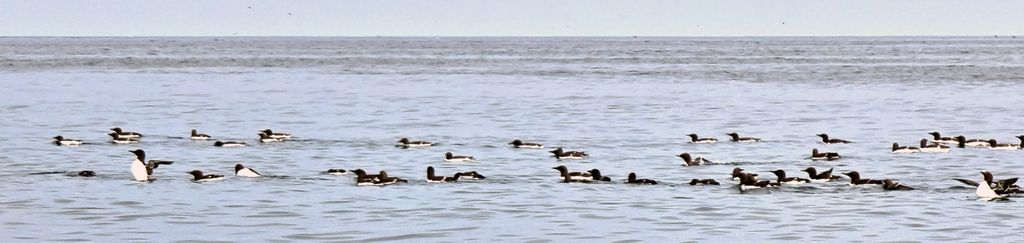 Schwimmende Vögel nahe der Farne Islands