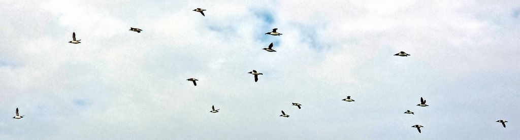 Vögel über den Farne Islands