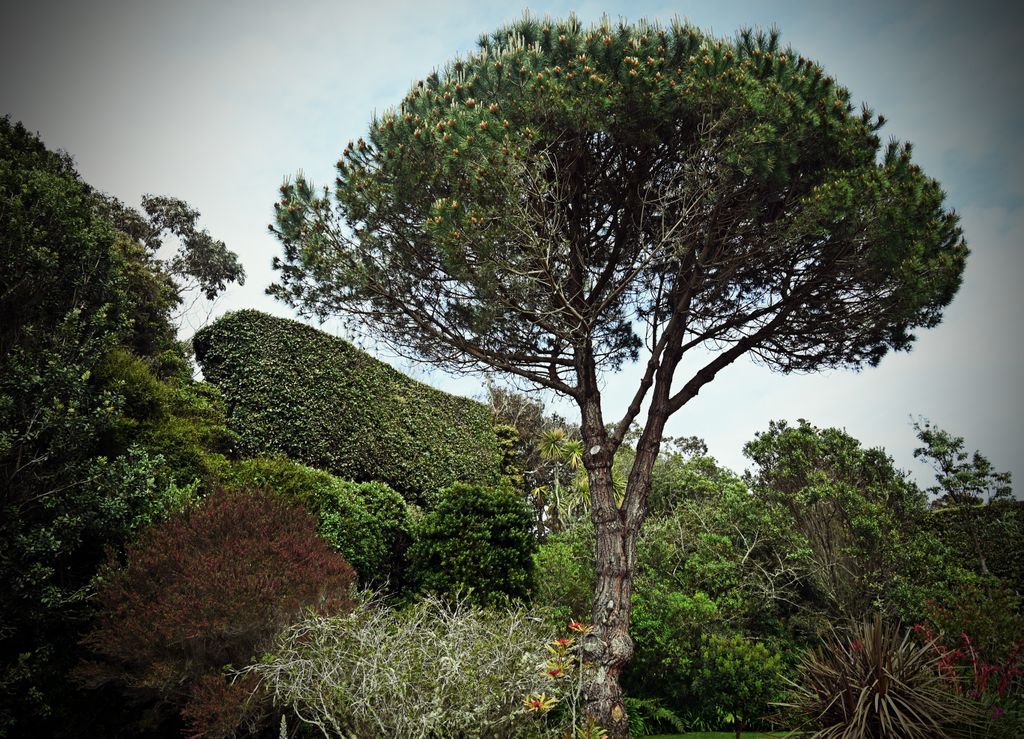 Der liebevoll gestaltete Tresco Abbey Garden, Guernsey