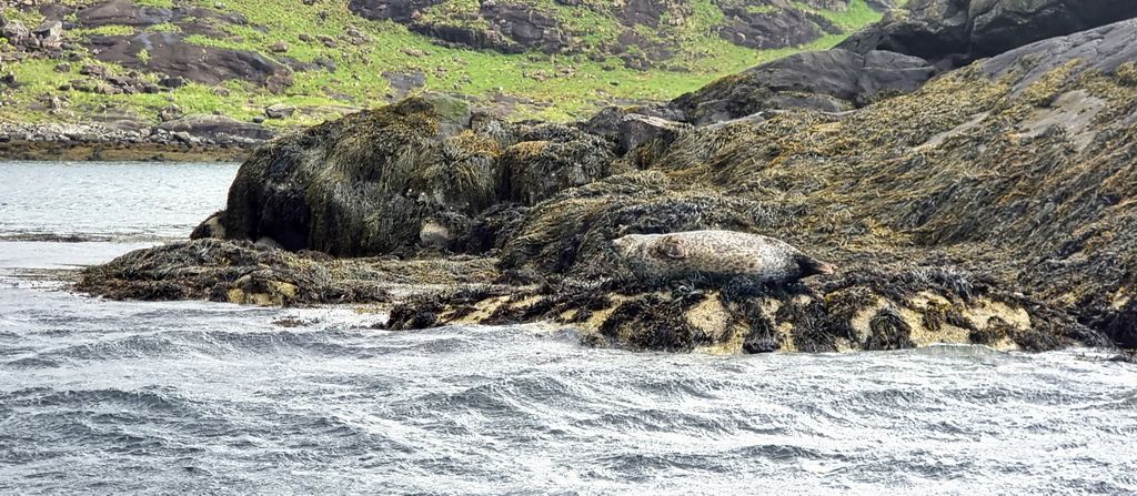 Eine Robbe auf der Isle of Skye