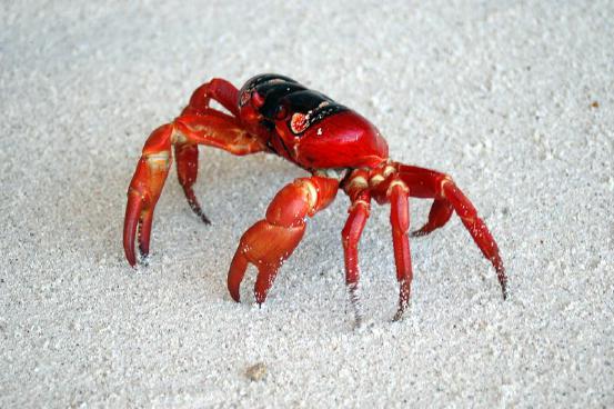 Zu Besuch bei den roten Krabben