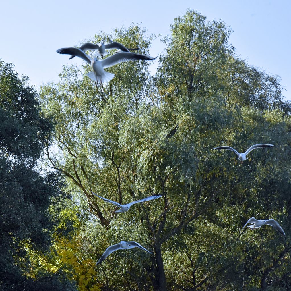 Vögel im Donaudelta