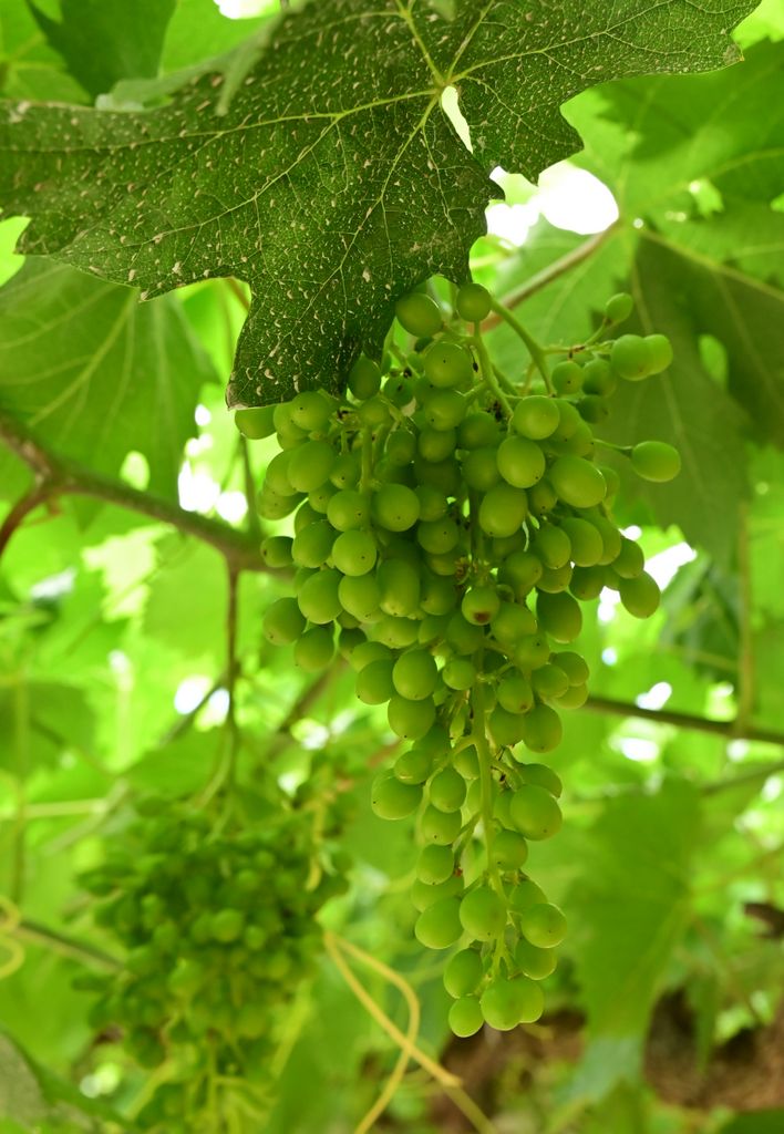 Weintrauben im Weingut vom Mateuspalast