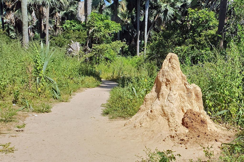 Termitenhügel im Bijilo Nationalpark