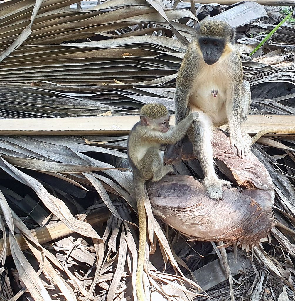 Affen-Mami mit Kind im Bijilo Nationalpark