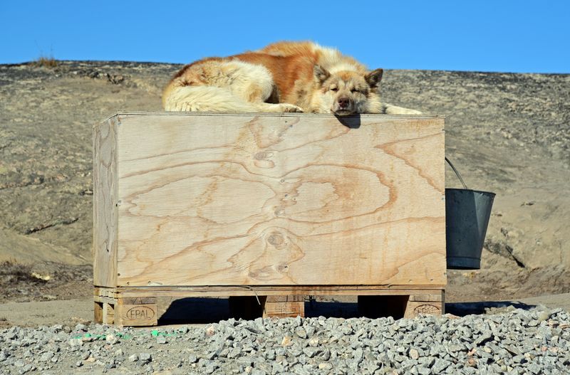 Ein Grönlandhund in Ilulissat