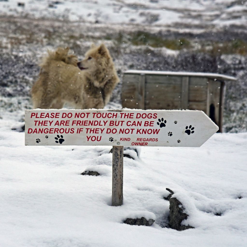Warnung vor den Hunden, Ilulissat