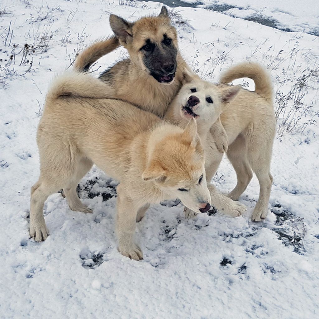 Hundies in Ilulissat
