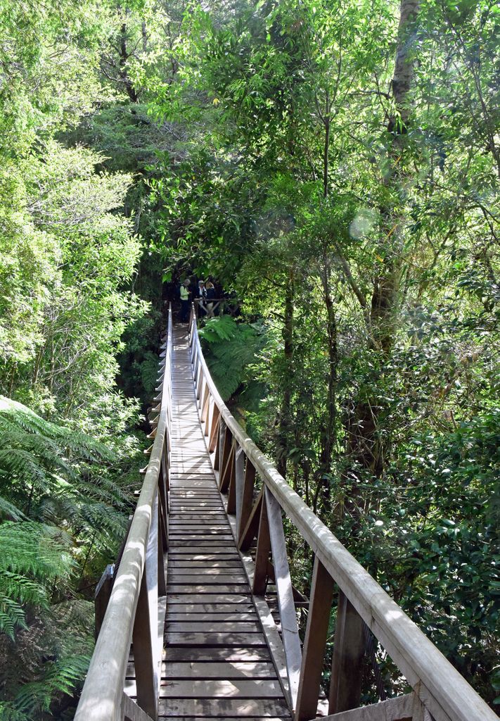 Eine Hängebrücke im Pumalin Douglas Tompkins National Park