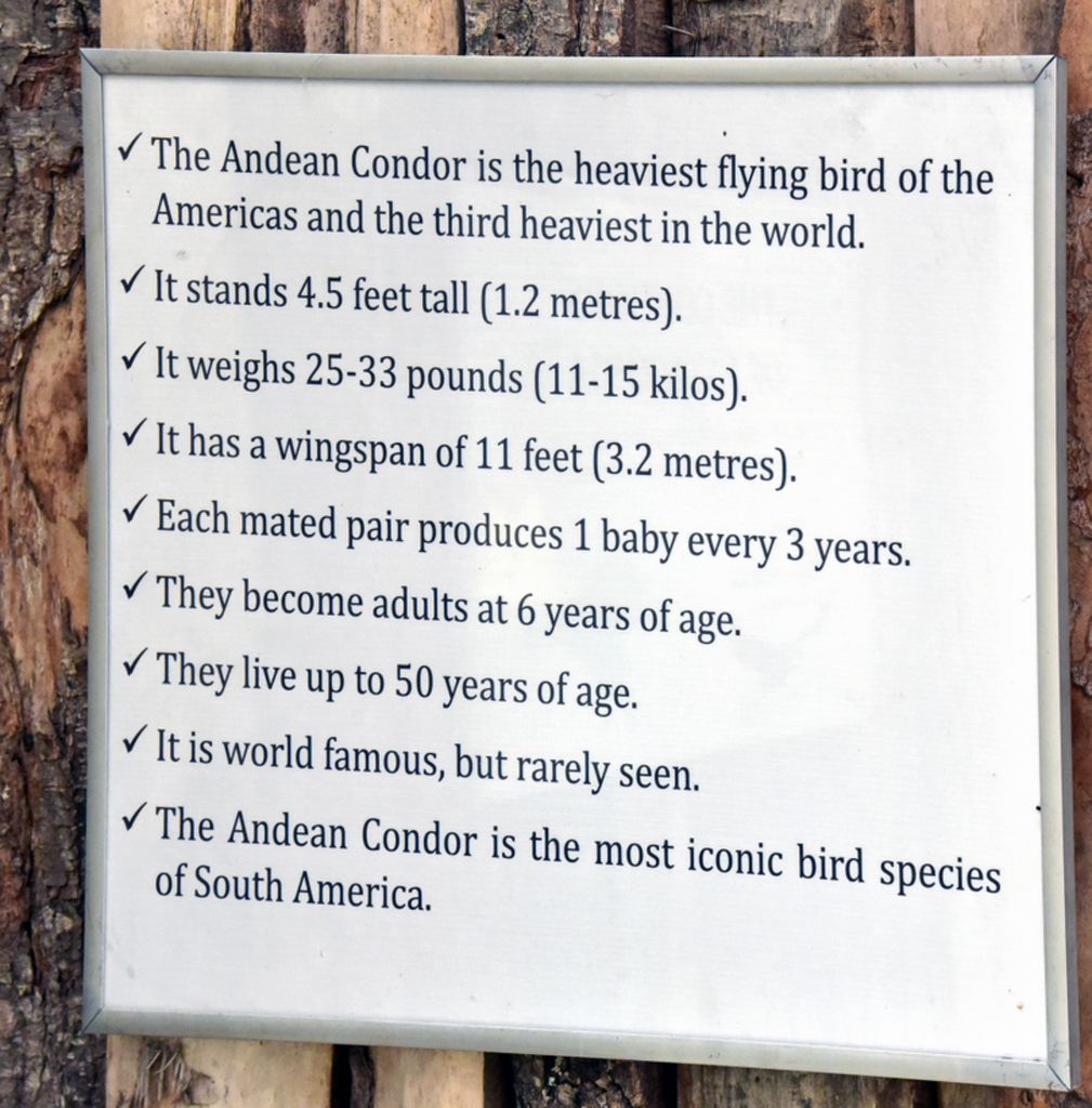 Viele Informationen zu Kondore