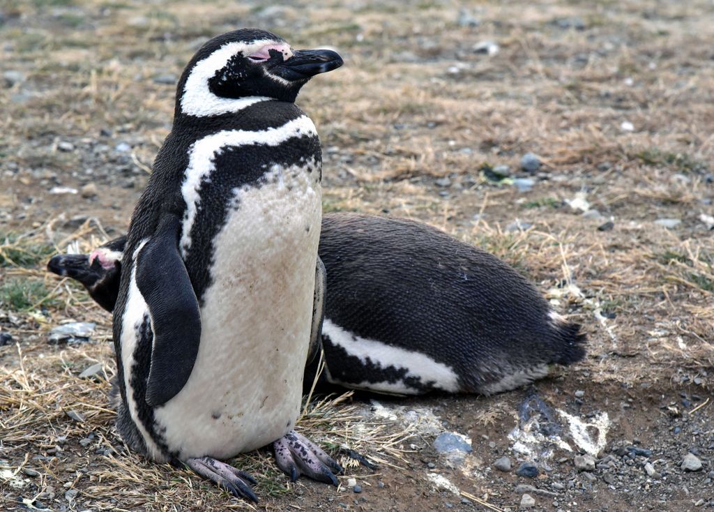 Magellan-Pinguine auf der Insel Magdalena