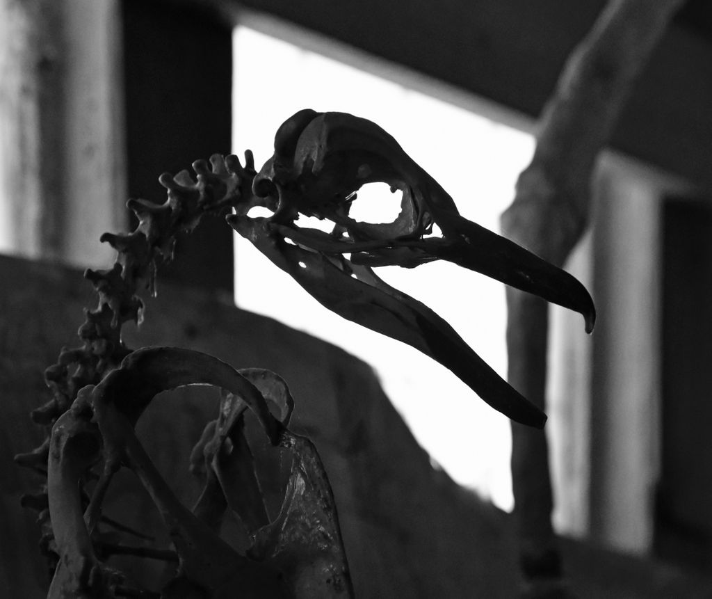 Ein Skelett im Julio Munizaga Museum