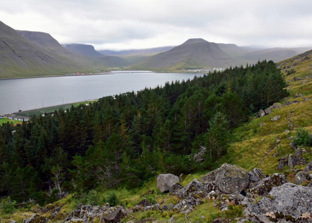 Ein Wald in Ísafjörður