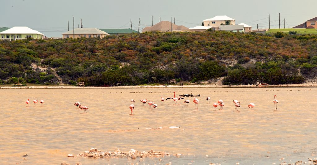 Flamingos auf Grand Turks
