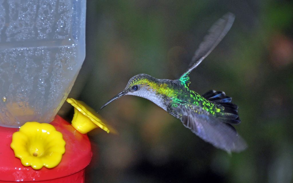 Kolibris in Costa Rica