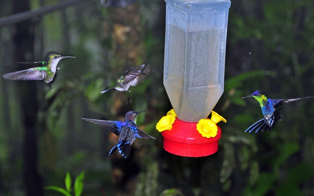 Kolibris in Costa Rica