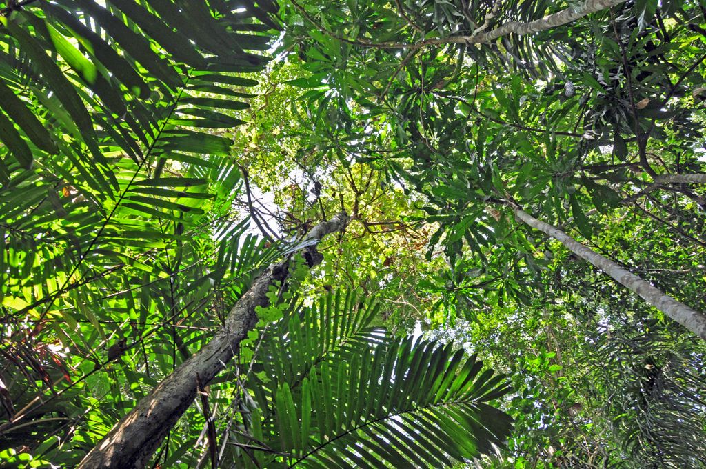 Flora und Fauna von Panama