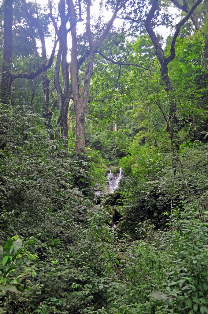Im Dschungel von Panama