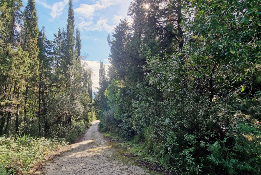 Waldspaziergang in der Nähe von Dorf Lakones auf Korfu