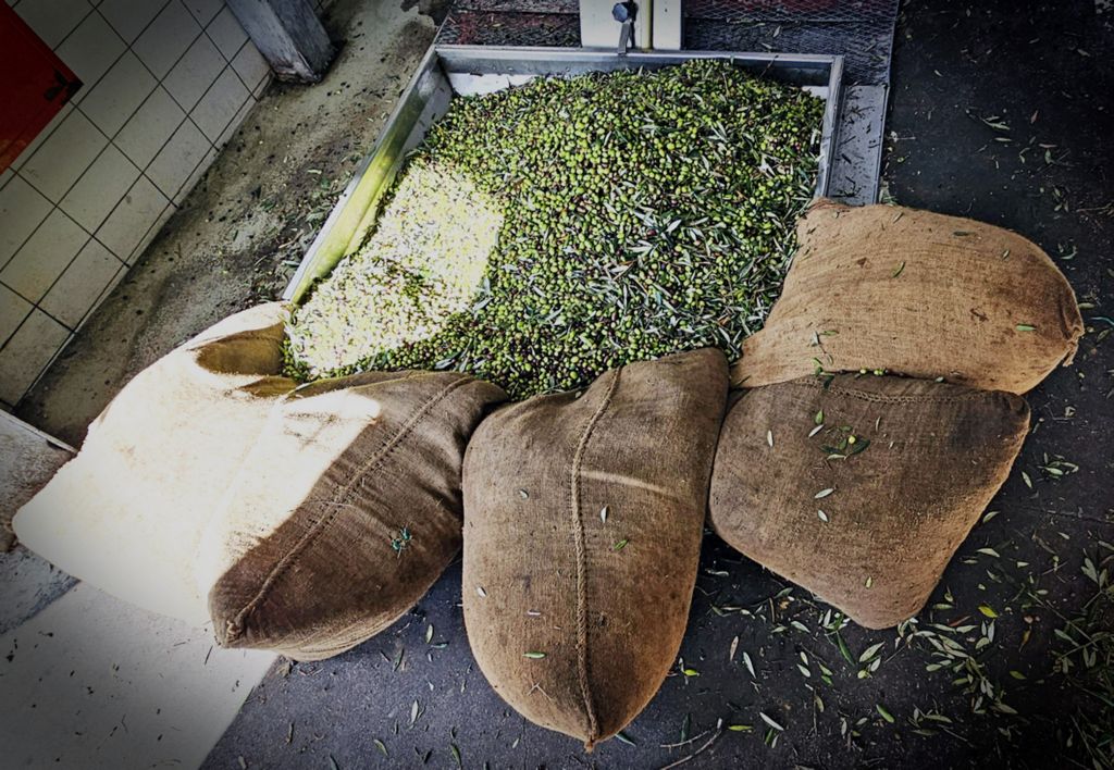 Umgefallene Oliven-Säcke im Weingut Anoskeli auf Kreta