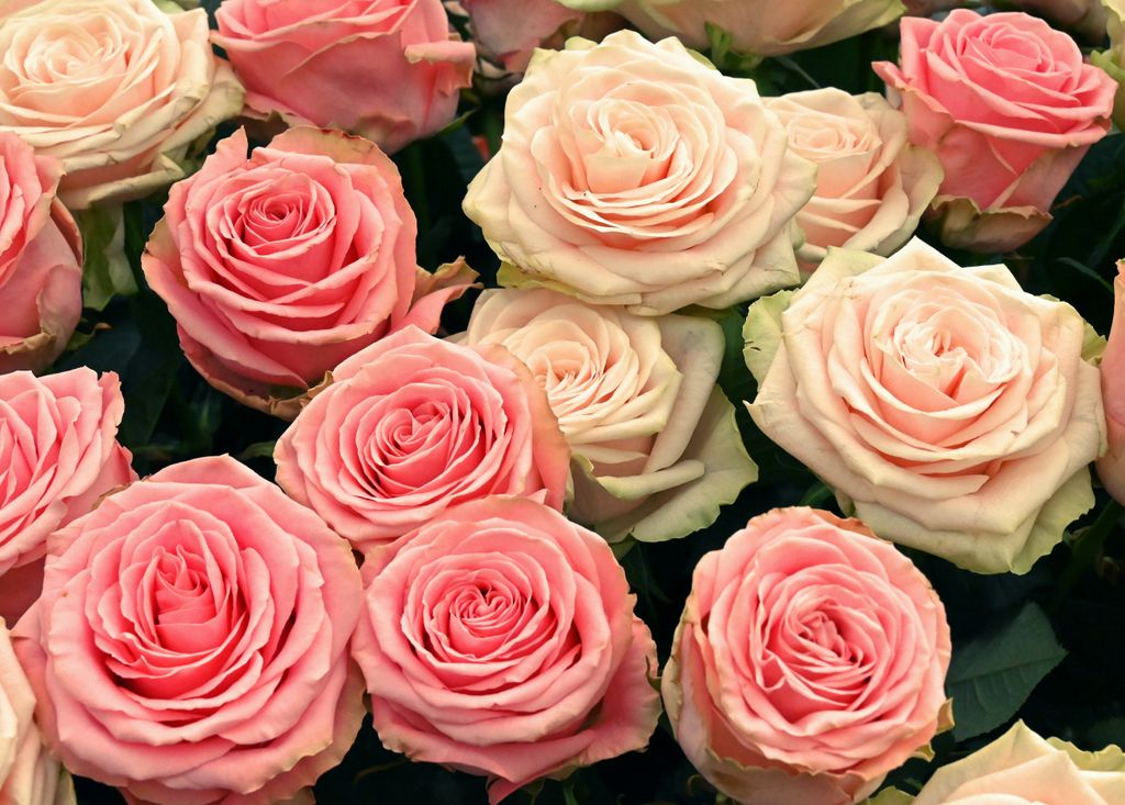 Pinke Rosen auf der Floralia 2022 / Belgien