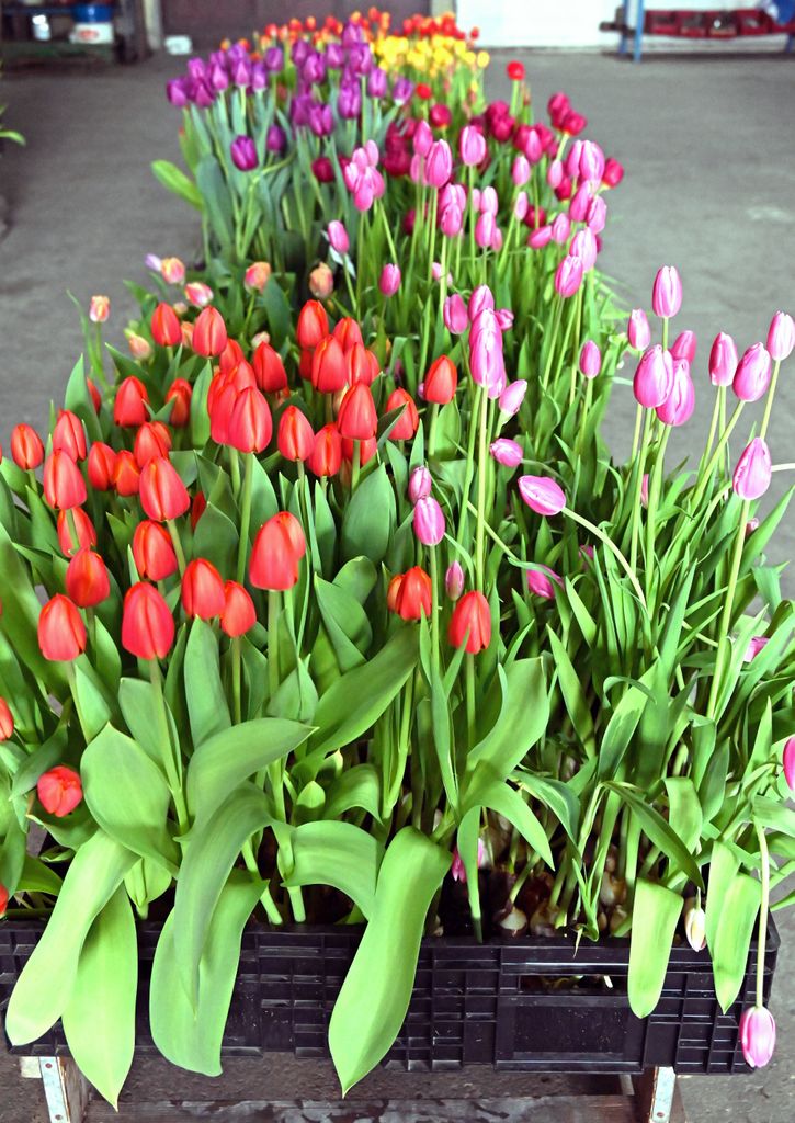 Viele Tulpen bei Mr. Tulip / Niederlande