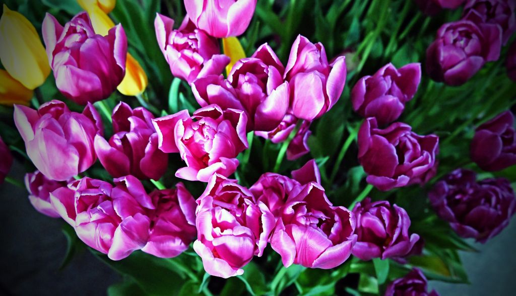 Tulpen bei Mr. Tulip / Niederlande