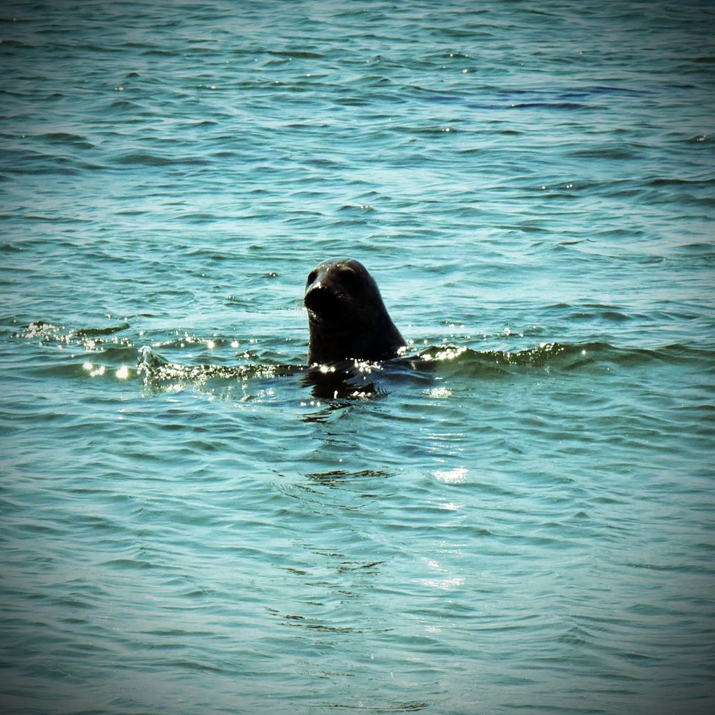 Ein Seehund vor Helgoland