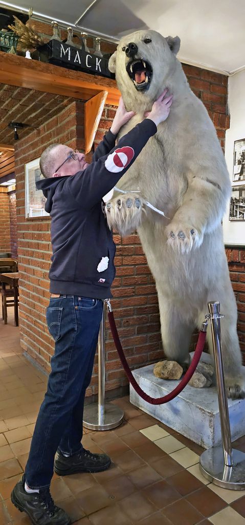 Zinnis Kampf mit einem Eisbären in den Ølhallen, der älteste Pub in Tromsö