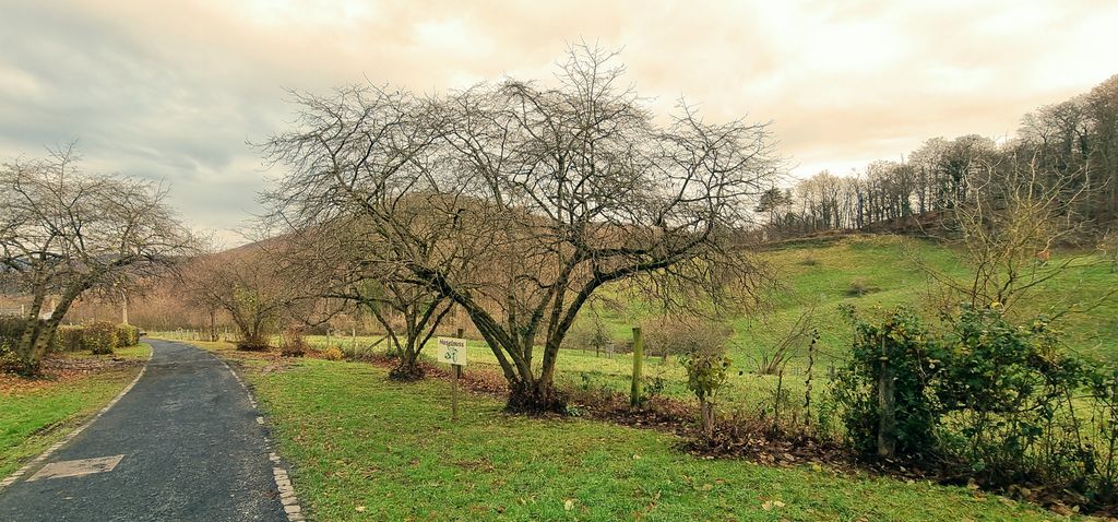 Ein Haselnussbaum in Königswinter