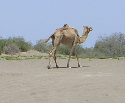 Auf Wiedersehen Oman und Kamel