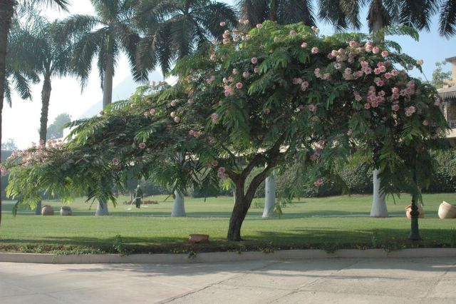 Ein schöner Baum im Garten des Hotels