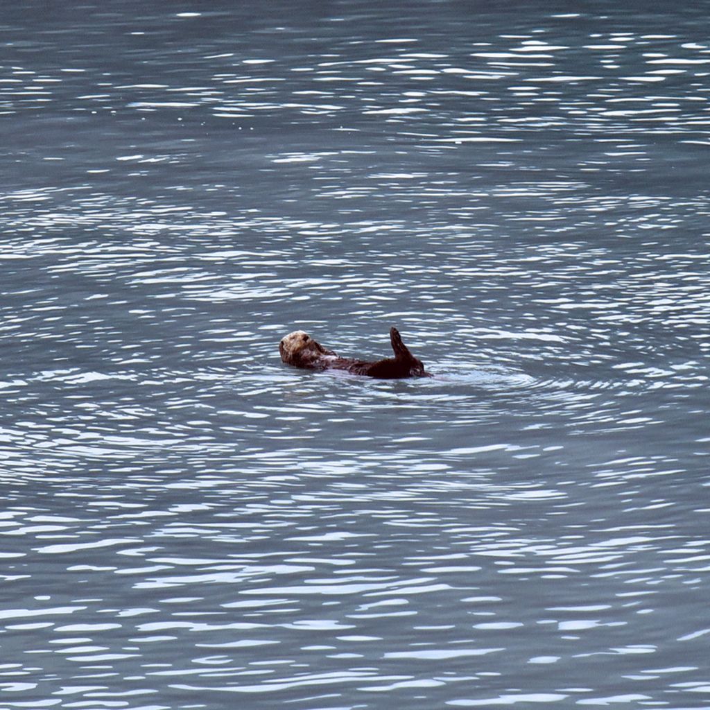 Ein Otter im Kenai-Fjords-Nationalpark