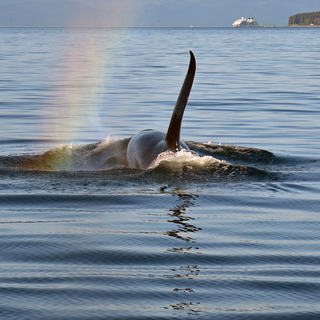 Orca nahe dem Icy Strait Point