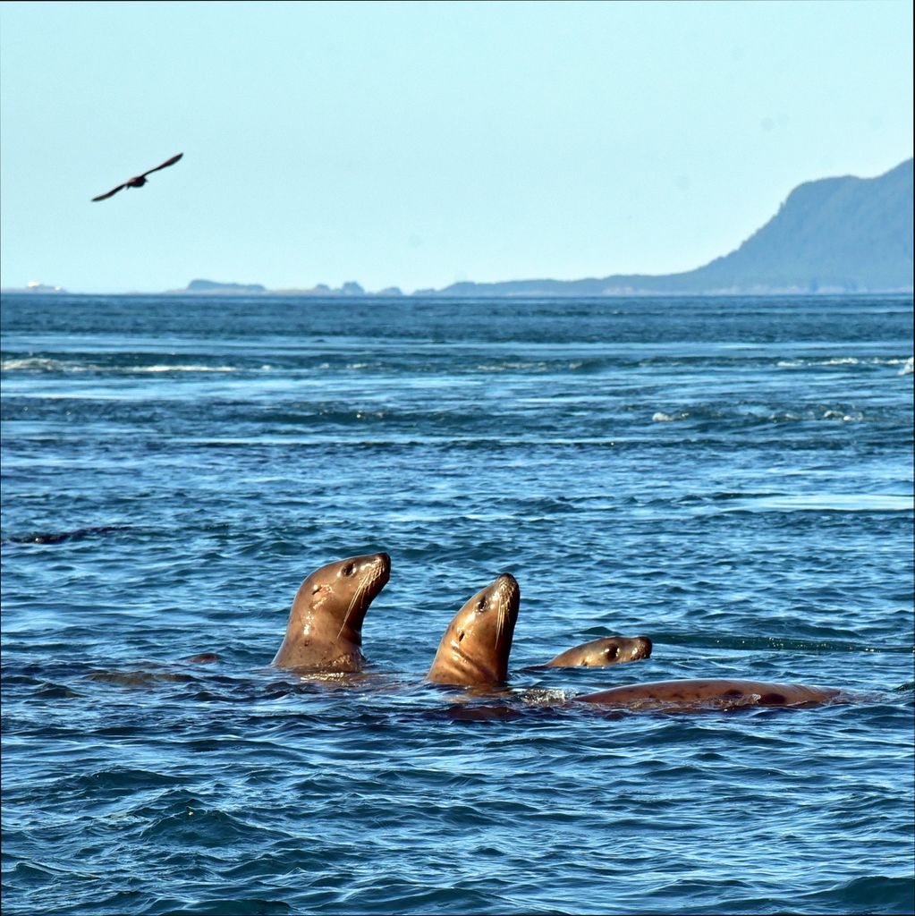Stellerscher Seelöwen nahe den Inian-Inseln