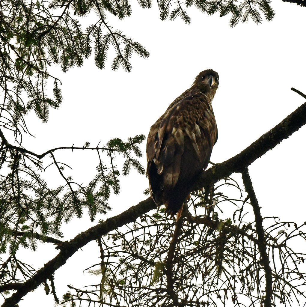 Ein Adler nahe Sitka
