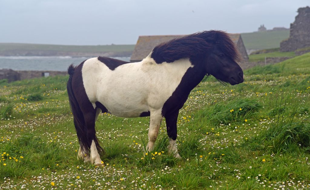 Ein Shetland-Pony in Shetland, Schottland