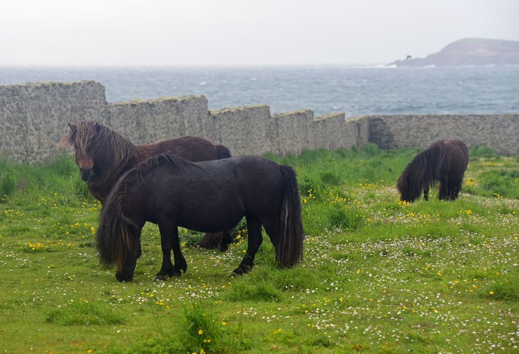 Ein Shetland-Ponys in Shetland, Schottland