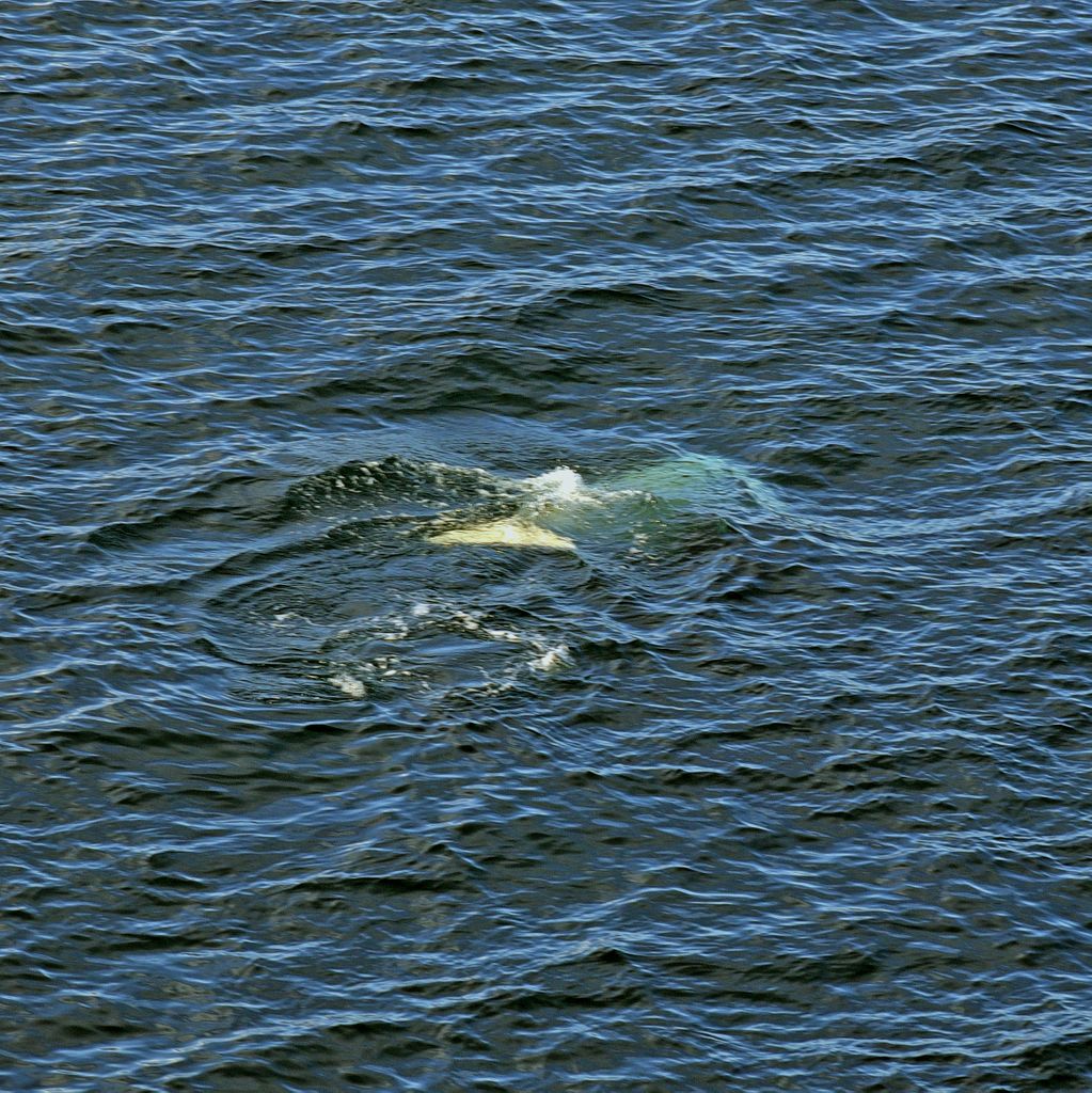 Ein Beluga-Wal im Woodfjorden, Spitzbergen