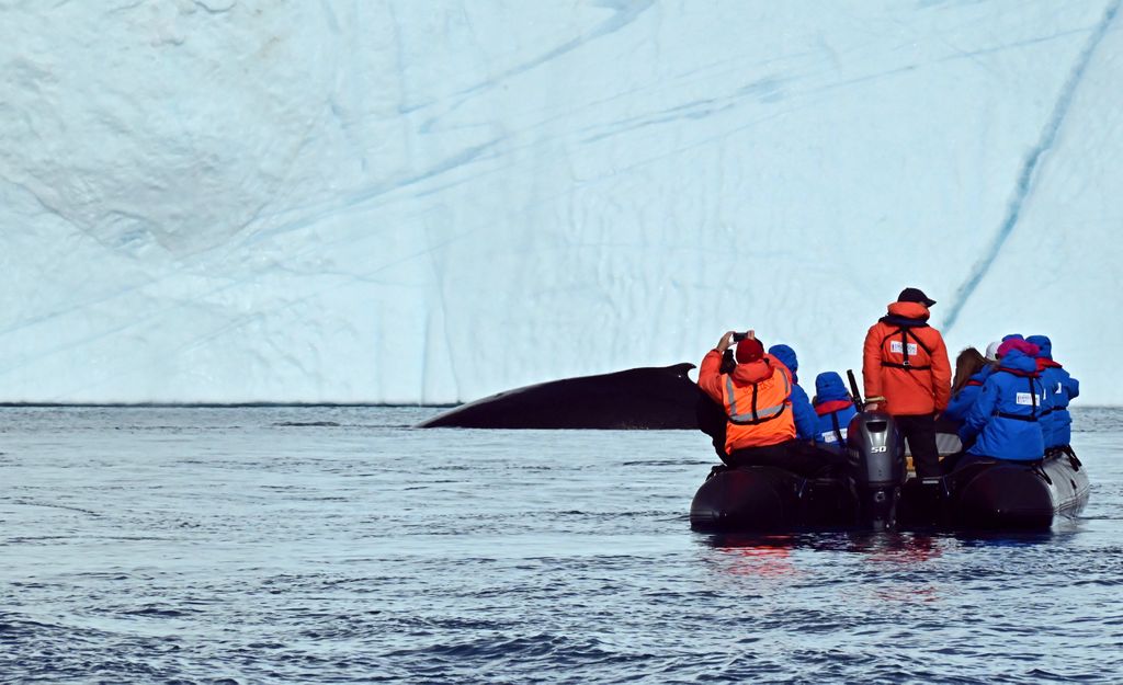 Wal voraus im Ilulissat-Eisfjord